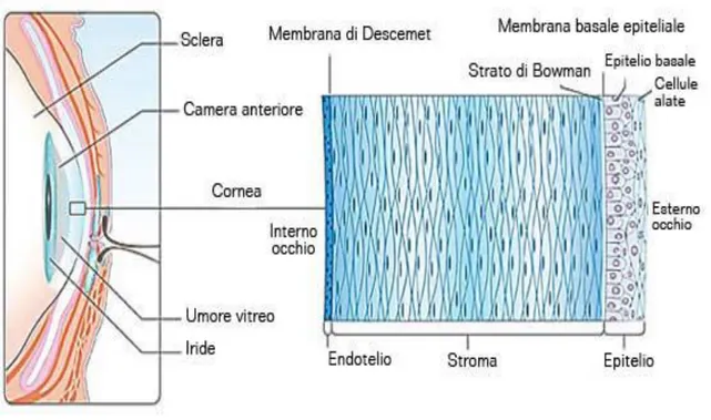 Figura 2. Sezione della cornea dell’occhio umano 