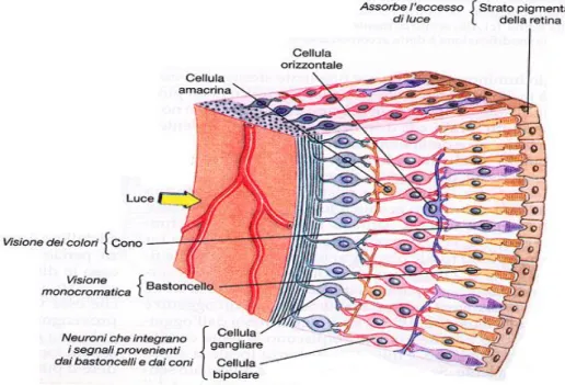 Figura 3. Captazione della luce da parte della retina dell’occhio umano  (http://www.benessere.com/salute/atlante/occhio.jpg) 