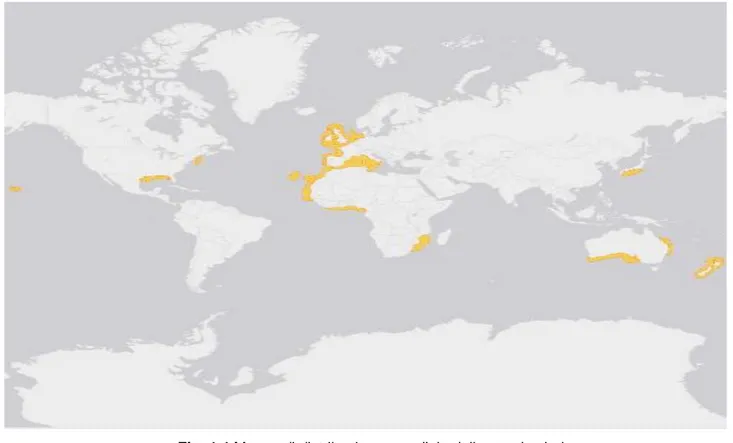 Fig. 1.4 Mappa di distribuzione mondiale dello squalo zigrino 