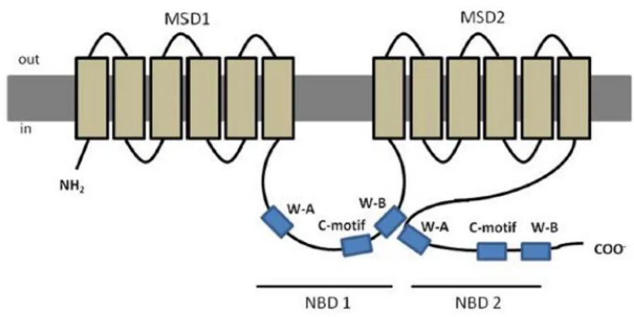 Figura 1.7. Struttura della proteina transmembrana Pgp 