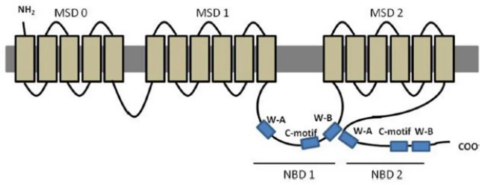 Figura 1.8. Struttura della proteina transmembrana MRP2. 