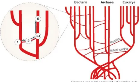 Figure 2.5: Scheme of horizontal gene transfer between distant branches taken from [46].