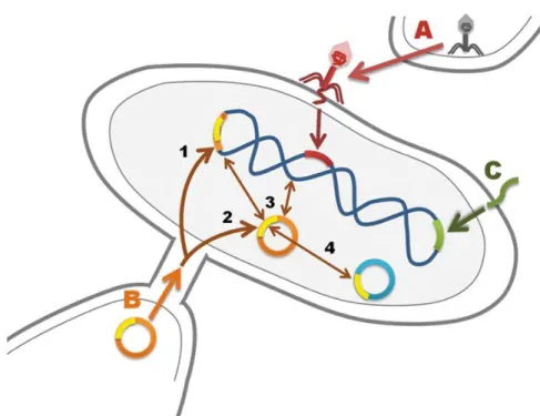 Figure 2.6: Mechanisms of DNA transfer between and within bacteria. A) Transduction: injection of DNA into a bacterium by a phage