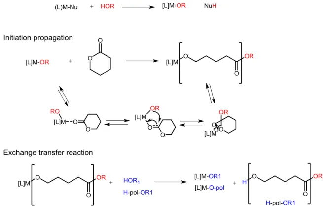 Figure 1.5 The proposed reaction pathway for the ROP of a cyclic ester by the coordination-insertion  mechanism