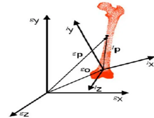 Fig 2.2–Descrizione morfologica dell’osso rispetto ad un sdr locale (p l ) e uno globale (p g ).