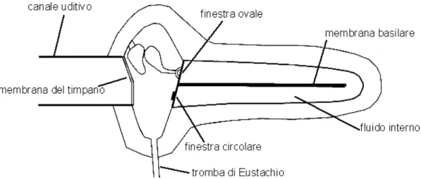 Figura 1.1.4: orecchio interno.