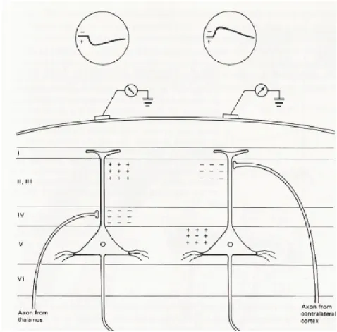 Figura 2A: Esempio di acquisizione tramite schematizzazione  circuitale di elettrodi. 