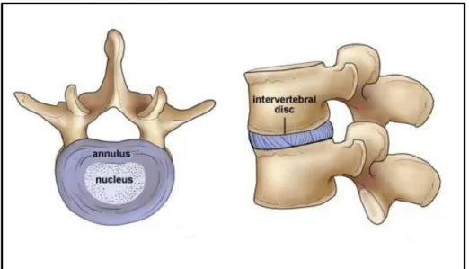 Figura 1. 5: A sinistra si ha una rappresentazione della composizione del disco  intervertebrale, mentre a destra è visibile la posizione del disco rispetto alle vertebre