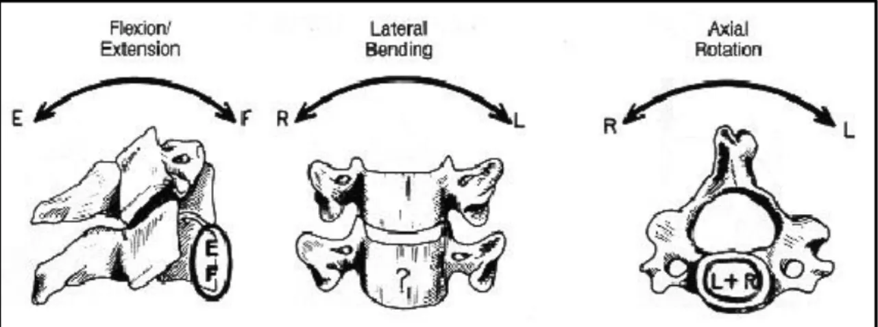 Figura 1. 9: Asse istantaneo di rotazione per le vertebre cervicali. 