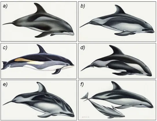 Fig.  3  The  genus  Lagenorhynchus.  a):  L.  albirostris  (White-beaked  dolphin).  b):  L
