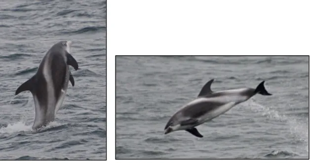 Fig. 4  Typical coloration pattern of white-beaked dolphins (06.09.2014, Faxaflói, Reykjavík)