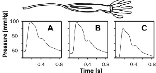 Figura 3.8-Pressione A) Brachiale, B) Radiale, C) Arterie delle dita.  Nelle piccole arterie della mano e delle dita la pressione è attenuata