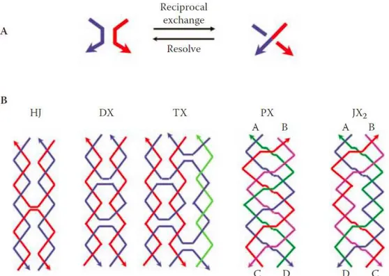Figure 14. A) The reciprocal exchange process between two DNA hair pins, and B) examples of rigid  DNA motifs important in DNA nanoconstruction