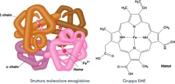 Figura 1.4. A sinistra struttura molecolare dell’emoglobina e a destra struttura chimica del gruppo eme  contenuto all’interno della molecola [7]