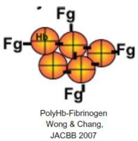 Figura 2.1.7. Struttura molecolare PolyHb-fibrinogeno [10]. 