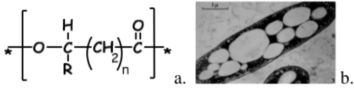 Figura 4: formula generica dei poliidrossialcanoati (PHA) (a) e granuli bianchi di PHA all’interno di un  batterio (b)