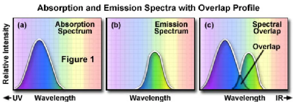 Figura 1.1: Shift di Stokes. In figura (a) si trova lo spettro di eccitazione incidente sul fluoroforo; in figura (b) lo spettro di emissione del fluoroforo; in figura (c) i due spettri sono mostrati sovraimposti, per evidenziare come vi sia una sovrapposi