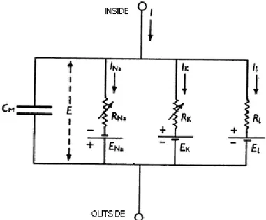 Figura 2.1: l’equivalente elettrico della membrana cellulare secondo  Hodgkin e Huxley (1952) 