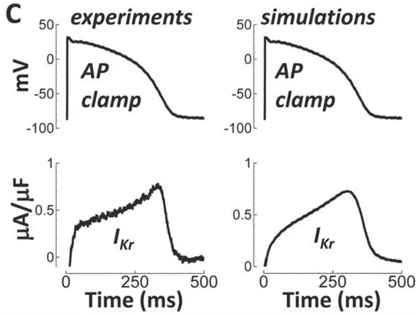 Figura 2.3: confronto tra modello ed esperimenti di potenziale d’azione (AP) e Ikr 