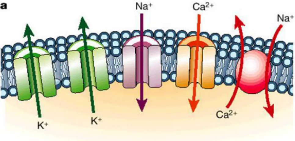 Figura 1.1: a) canali ionici di membrana. b) le correnti ioniche depolarizzanti, il  potenziale d’azione e le correnti ripolarizzanti 