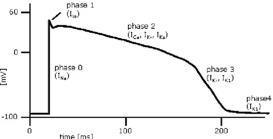 Figura 1.2: le fasi del potenziale d’azione cardiaco 