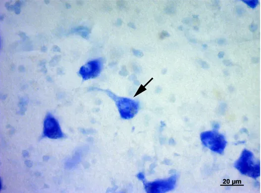 Figura 4. Neurone a fiasco (freccia) presente nel corpo genicolato   mediale di tursiope
