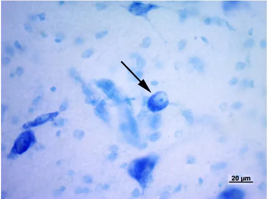 Figura 5. Neurone sferoidale (freccia) presente nel corpo genicolato   mediale di tursiope