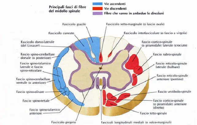 Figura 6 - Schema della disposizione dei fasci presenti nella sostanza bianca del midollo spinale 
