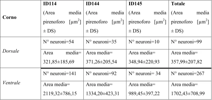 Tabella 1- Numero e area media dei pirenofori localizzati nelle corna ventrale e dorsale del midollo spinale