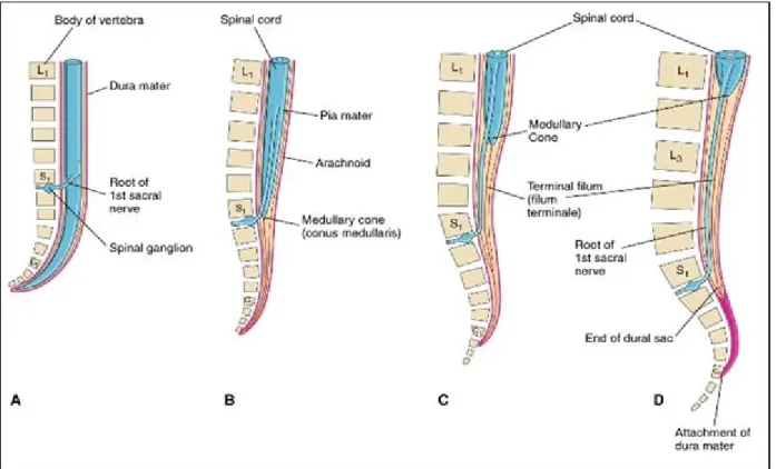 Figura 1 - Crescita del midollo spinale e formazione della cauda equina 
