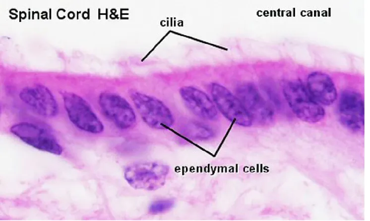 Figura 4 – Ependima presente nel canale centrale del midollo spinale 