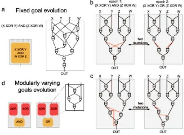 Fig. 23. Evoluzione circuiti con goal fisso e modularly varying goal. (a) Evoluzione circuito con goal fisso verso G1