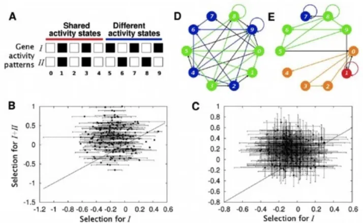 Fig. 28. Aumento di modularità dopo la selezione di un nuovo pattern. (A) Pattern I e II condividono lo stato di attività dei geni 0-4 e  si  differenziano  in  quello  dei  geni  5-9