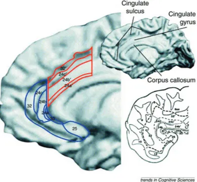 Figure  2.  Anterior  cingulate  cortex  (ACC)  anatomy.  The  upper  right  part  of  the  figure  contains  a  reconstructed  MRI  of  the  medial  surface  of  the  right  hemisphere  of  a  single  human  brain  (anterior  towards  the  left,  posterio