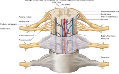 Figura 1 :  Midollo spinale [1] 