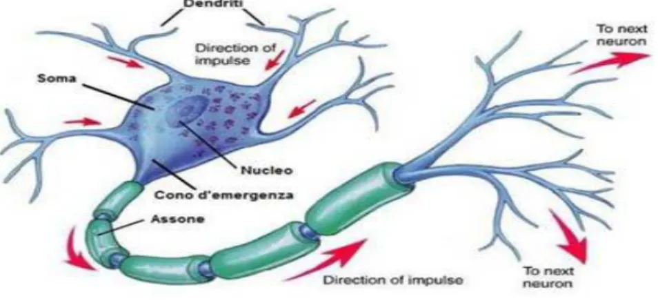 Figura 4 : Il neurone [4] 