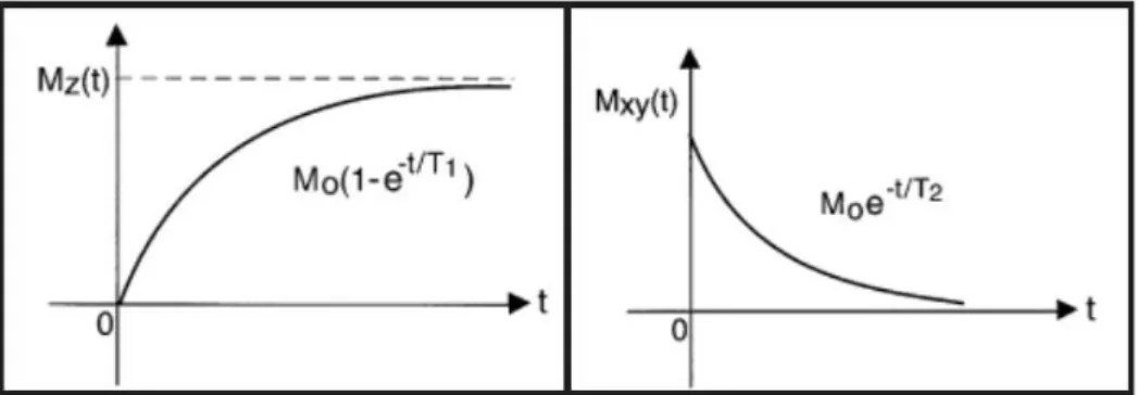 Figura 2.3: Andamento delle componenti longitudinale (riquadro di sinistra) e trasversale (riquadro di destra) del vettore magnetizzazione allo spegnimento dell’impulso a radiofrequenza.