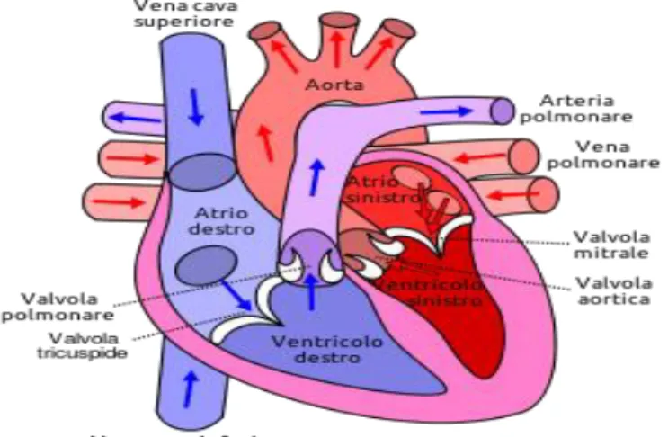 Figura 3: Anatomia del cuore. 