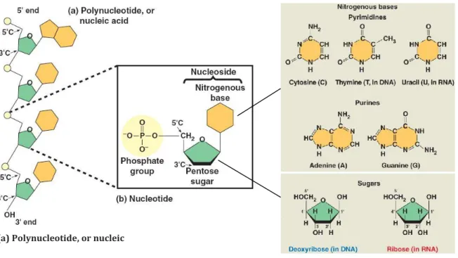 Figura  3:  I  costituenti  degli  acidi  nucleici.  (a)  Un  polinucleotide  è  costituito  da  uno  scheletro  zucchero- zucchero-fosfato  al  quale  sono  legate  molecole  di  tipo  diverso,  le  basi  azotate