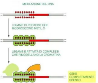 Figura 8: La metilazione del DNA richiama tutta una serie di complessi che portano al silenziamento genico  [Figura tratta da: Alberts B et al., 2004]