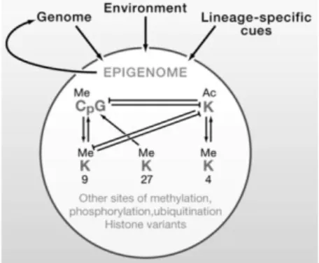 Figura 15: Rappresentazione delle interazioni tra i meccanismi epigenetici che determinano l’epigenoma di  una cellula [Figura tratta da: Bernstein BE et al., 2007]