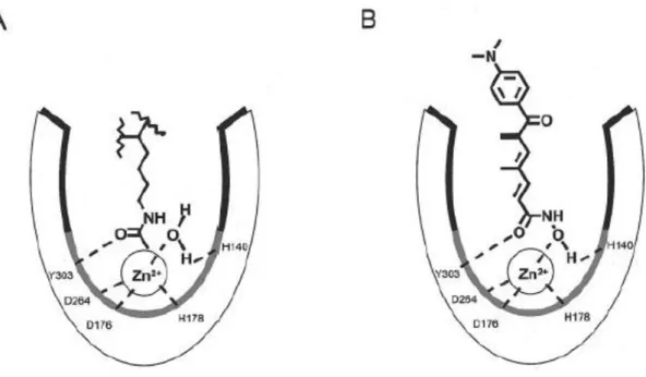 Figura 17: Diagramma del sito catalitico di HDAC1, basato sui dati di Finnin at al.: (a) interazione di un  residuo di acetil-lisina e una molecola di acqua con il catione di zinco; (b) Tricostatina A (TSA, inibitore 