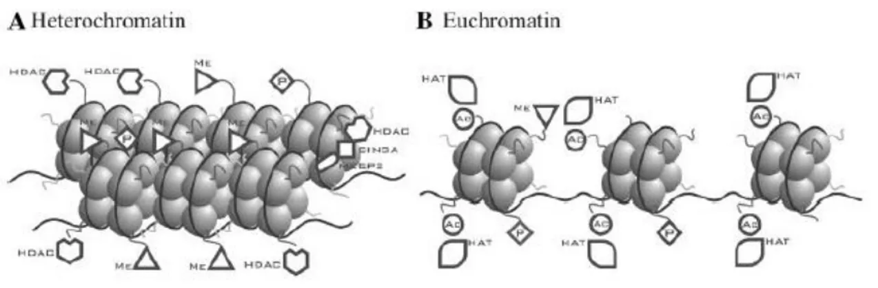 Figura 18: La struttura della cromatina regola l'attività trascrizionale. A: la metilazione del DNA e la  deacetilazione istonica inducono uno stato compatto della cromatina trascrizionalmente represso