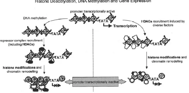 Figura 20: Modello di inattivazione trascrizionale epigenetica di geni oncosoppressori nel cancro umano: a  sinistra, il silenziamento del promotore è associato alla metilazione in cooperazione con la deacetilazione 