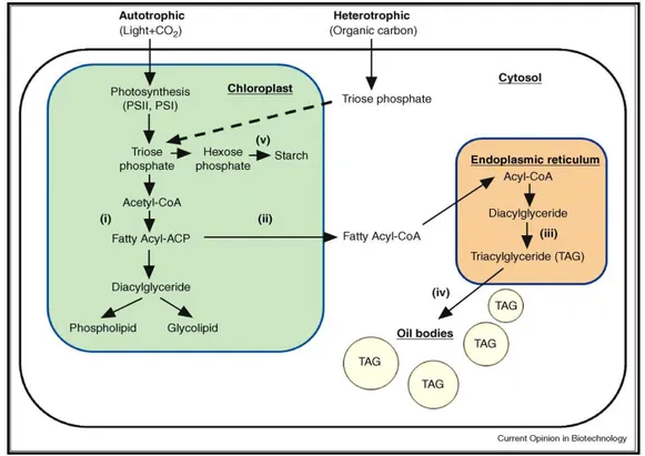 Fig. 4 Panoramica generale del percorso di cattura del carbonio e biosintesi dei lipidi