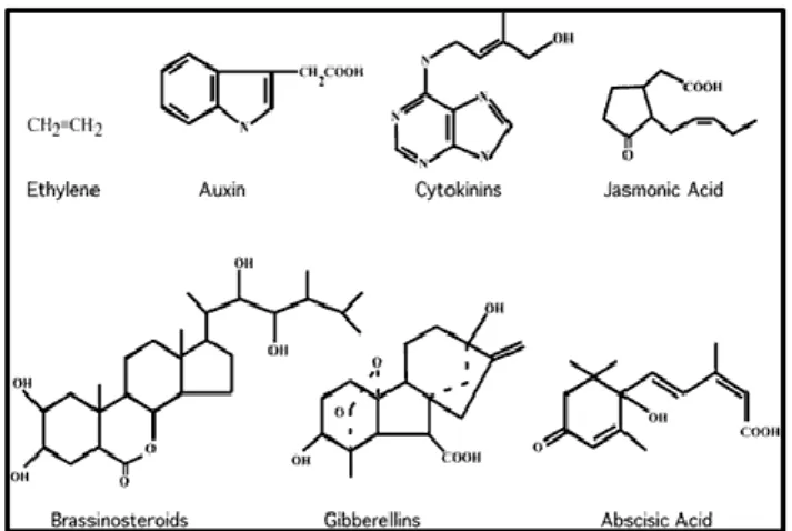 Fig. 7 Struttura chimica dei più noti fitormoni vegetali. 