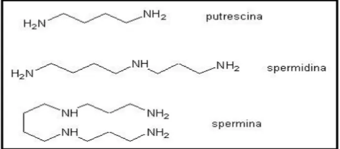 Fig. 8 Struttura chimica delle poliammide. 