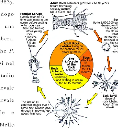 Figura 3. Ciclo vitale dell'aragosta P. elephas.  E' possibile  distinguere i 5 stadi attraversati dall’animale: embrione, 