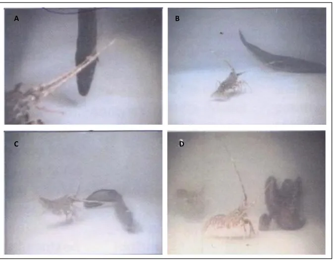 Figura 5.  Palinurus elephas. Eventi comportamentali dell’aragosta Europea vs. un predatore (Conger conger