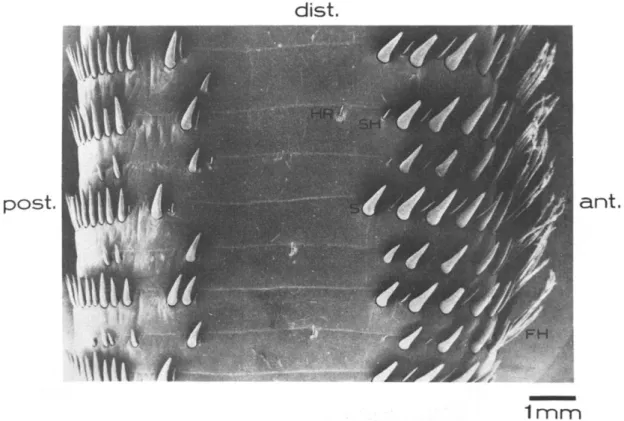 Figura 9. Scansione al microscopio elettronico di alcuni annuli della parte prossimale del flagello dell’aragosta  Palinurus vulgaris